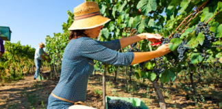 SE SOLICITA TRABAJADOR AGRÍCOLA PARA RECOLECCIÓN DE ACEITUNAS