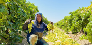 SE SOLICITA TRABAJADOR DE CAMPO PARA RECOLECCIÓN DE PRODUCTOS EN COSECHA DE VINOS