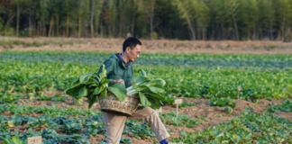 SE SOLICITA TRABAJADOR AGRÍCOLA PARA COSECHA DE VEGETALES, NO SE REQUIERE EXPERIENCIA