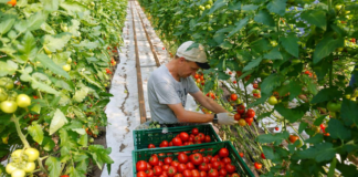 SE SOLICITA PEÓN AGRÍCOLA PARA COSECHA DE BRÓCOLI Y TOMATE (TURNO ROTATIVO)