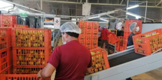 SE SOLICITA EMPACADOR PARA EMBALAJE DE PRODUCTOS EN CAJA (TIEMPO COMPLETO)