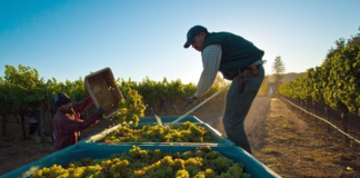 SE SOLICITA TRABAJADOR AGRÍCOLA CON O SIN EXPERIENCIA PARA EMPAQUE DE FRUTAS Y VEGETALES