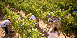 SE REQUIERE PEÓN AGRÍCOLA PARA LABORES GENERALES EN COSECHA (CON O SIN EXPERIENCIA)