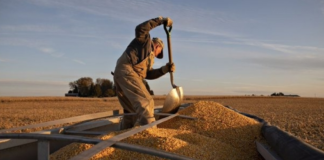 SE REQUIERE TRABAJADOR AGRÍCOLA PARA LABORES GENERALES EN COSECHA DE MAÍZ (MÍNIMA EXPERIENCIA)