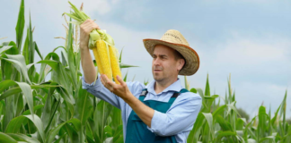 SE SOLICITA TRABAJADORES AGRÍCOLAS PARA COSECHA DE MAÍZ (MÍNIMA EXPERIENCIA)