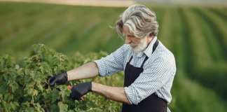 SE SOLICITA JARDINERO PARA CUIDADO DE ÁREAS VERDES (TURNO MAÑANA)