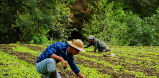 SE SOLICITA PEÓN AGRÍCOLA PARA LABORES GENERALES EN COSECHA (HOMBRE Y/O MUJER)