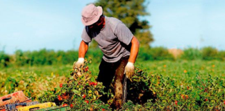 SE SOLICITA TRABAJADOR AGRÍCOLA PARA DIVERSAS LABORES EN COSECHA (MÍNIMA EXPERIENCIA)