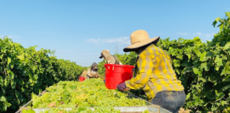 SE SOLICITA TRABAJADOR AGRÍCOLA PARA CLASIFICACIÓN DE UVAS EN COSECHA