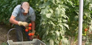 SE SOLICITA TRABAJADOR AGRÍCOLA PARA CLASIFICACIÓN Y EMPAQUE DE PRODUCTOS