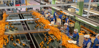 SE SOLICITA PEÓN DE ENVASADO PARA CLASIFICACIÓN Y ETIQUETADO DE FRUTAS