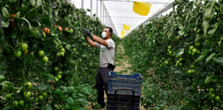 SE SOLICITA PEONES AGRÍCOLAS PARA CONTROL DE PRODUCTOS (TIEMPO COMPLETO)