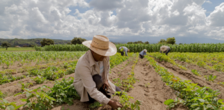 SE REQUIERE PEÓN AGRÍCOLA PARA MANTENIMIENTO DE PLANTAS (LUNES A VIERNES)