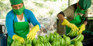 SE REQUIERE PEÓN AGRÍCOLA PARA CLASIFICACIÓN Y EMPAQUE DE PRODUCTOS EN FINCA