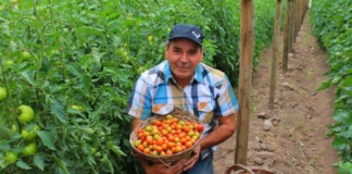 SE REQUIERE TRABAJADOR AGRÍCOLA PARA RECOLECCIÓN Y CLASIFICACIÓN DE FRUTAS