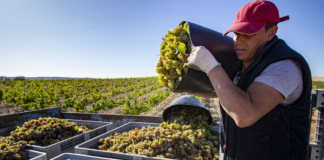 SE REQUIERE TRABAJADOR AGRÍCOLA PARA COSECHA DE UVAS (MÍNIMA EXPERIENCIA)