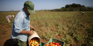SE SOLICITA TRABAJADOR AGRÍCOLA PARA EMPAQUE DE TOMATES Y PIMIENTOS (MÍNIMA EXPERIENCIA)