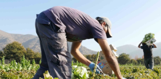 SE REQUIERE PEÓN AGRÍCOLA PARA LABORES GENERALES EN COSECHA (HOMBRE Y/O MUJER)