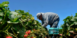 SE SOLICITA TRABAJADOR AGRÍCOLA PARA RECOLECCIÓN DE PRODUCTOS EN COSECHA DE FRESAS (MÍNIMA EXPERIENCIA)