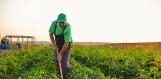 SE SOLICITA PEÓN AGRÍCOLA PARA MANTENIMIENTO DE ÁREAS (TIEMPO COMPLETO)