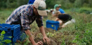 SE SOLICITA TRABAJADOR AGRÍCOLA PARA CUIDADO DE PRODUCTOS, NO SE REQUIERE EXPERIENCIA