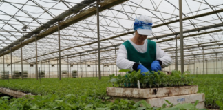 SE SOLICITA TRABAJADOR DE VIVIERO CON O SIN EXPERIENCIA (TURNO DIURNO)