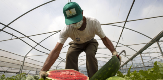 SE SOLICITA PEÓN AGRÍCOLA CON O SIN EXPERIENCIA PARA COSECHA DE SANDÍA