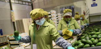 SE SOLICITA ENVASADOR DE FRUTAS Y VERDURAS PARA CONTROL DE PRODUCTOS