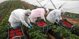 SE SOLICITA TRABAJADOR AGRÍCOLA PARA RECOLECCIÓN Y ENVASADO DE FRESAS