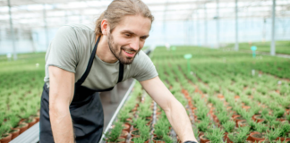 SE REQUIERE TRABAJADOR DE VIVERO PARA CUIDADO DE PLANTAS EN MACETAS (MÍNIMA EXPERIENCIA)