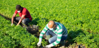 SE REQUIERE PEÓN AGRÍCOLA HOMBRE Y/O MUJER PARA CUIDADO Y MANTENIMIENTO DE PLANTAS