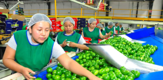 SE SOLICITA OPERARIO DE PRODUCCIÓN PARA CONTROL DE CALIDAD Y LABORES DE EMPAQUE, NO SE REQUIERE EXPERIENCIA