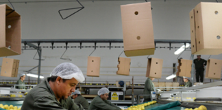 SE SOLICITA OPERARIO DE PRODUCCIÓN PARA EMPAQUETADO DE PRODUCTOS (HOMBRE Y/O MUJER)