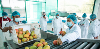 SE REQUIERE PERSONAL DE PRODUCCIÓN PARA CONTROL DE CALIDAD Y PELADO DE FRUTAS