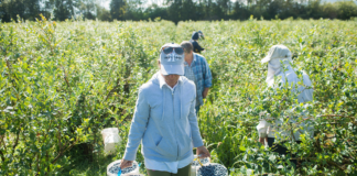 SE REQUIERE TRABAJADORES AGRÍCOLAS PARA RECOLECCIÓN DE MORAS EN COSECHA
