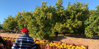 SE SOLICITA PEÓN AGRÍCOLA PARA RECOLECCIÓN DE PRODUCTOS EN COSECHA (HOMBRE Y/O MUJER)