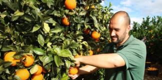 SE SOLICITA TRABAJADOR AGRÍCOLA PARA CONTROL DE CALIDAD DE PRODUCTOS EN COSECHA
