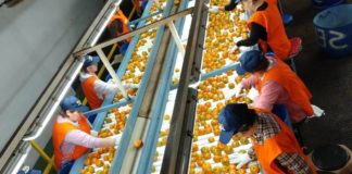 SE REQUIERE PEÓN DE PRODUCCIÓN PARA CONTROL DE CALIDAD DE FRUTA (TURNOS ROTATIVOS)