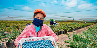 SE REQUIERE TRABAJADOR AGRÍCOLA PARA COSECHA DE ARÁNDANOS (MÍNIMA EXPERIENCIA)