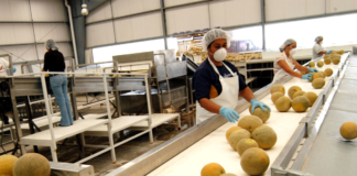 SE SOLICITA OPERARIO DE PRODUCCIÓN PARA ENVASADO DE FRUTA (HOMBRE Y/O MUJER)