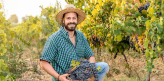 SE REQUIERE TRABAJADOR AGRÍCOLA CON O SIN EXPERIENCIA PARA COSECHA DE UVAS