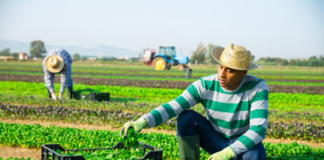 SE SOLICITA TRABAJADORES DE CAMPO PARA CONTROL DE PRODUCTOS EN COSECHA DE APIO