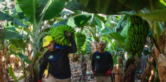 SE SOLICITA PEÓN AGRÍCOLA PARA CONTROL DE PRODUCTOS EN FINCA
