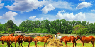 SE SOLICITA TRABAJADOR DE RANCHO PARA CUIDADO DE ANIMALES Y MANTENIMIENTO DE CERCAS