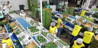 SE SOLICITA OPERARIOS DE PRODUCCIÓN CON DISPONIBILIDAD DE HORARIO ROTATIVO