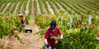 SE SOLICITA TRABAJADOR DE VIÑEDO PARA CONTROL DE CALIDAD DE PRODUCTOS EN COSECHA DE FRUTAS