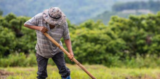 SE SOLICITA PEÓN AGRÍCOLA PARA LABORES DE ARADO Y RASTRILLADO, NO SE REQUIERE EXPERIENCIA