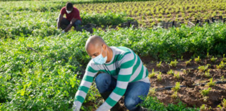 SE SOLICITA PEÓN AGRÍCOLA PARA PREPARACIÓN DE TERRENO EN FINCA