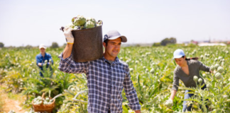 SE SOLICITA TRABAJADOR AGRÍCOLA PARA RECOLECCIÓN DE PRODUCTOS EN GRANJA DE FRUTAS Y VERDURAS