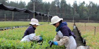 SE SOLICITA PEÓN AGRÍCOLA PARA LABORES DE CUIDADO Y MANTENIMIENTO, NO SE REQUIERE EXPERIENCIA